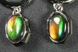 Flashy Ammolite (Fossil Ammonite Shell) Earrings with Sterling Silver #271782-1